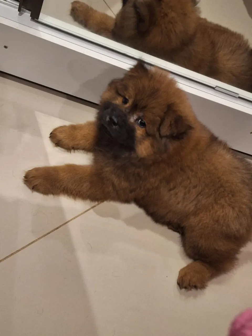 Filhote Chow-Chow fêmea