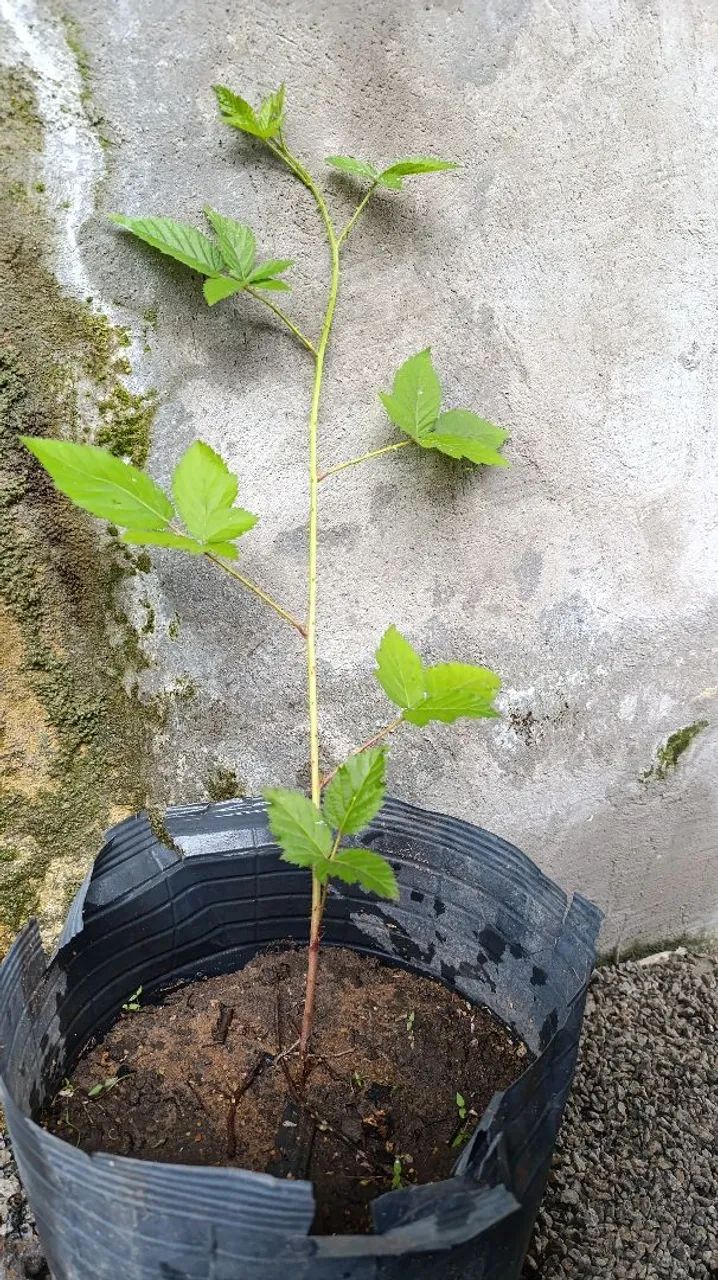 Muda de Amora com espinho - Foto 3
