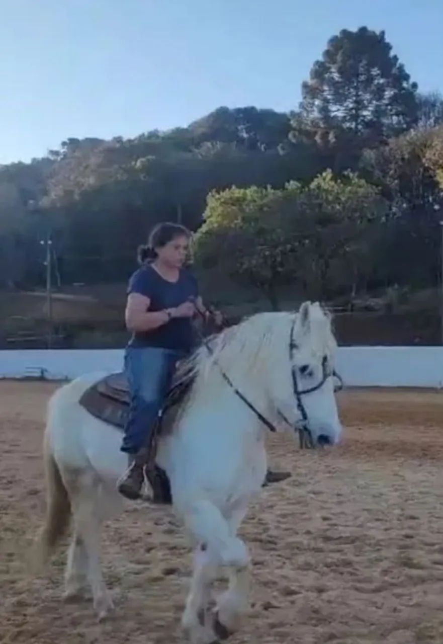 Cavalo Percheron lindo manso Castrado  - Foto 6