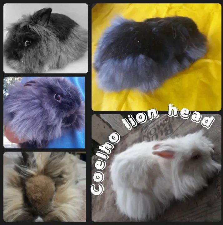 Coelho Lion head Raça pura  peludos - Foto 2
