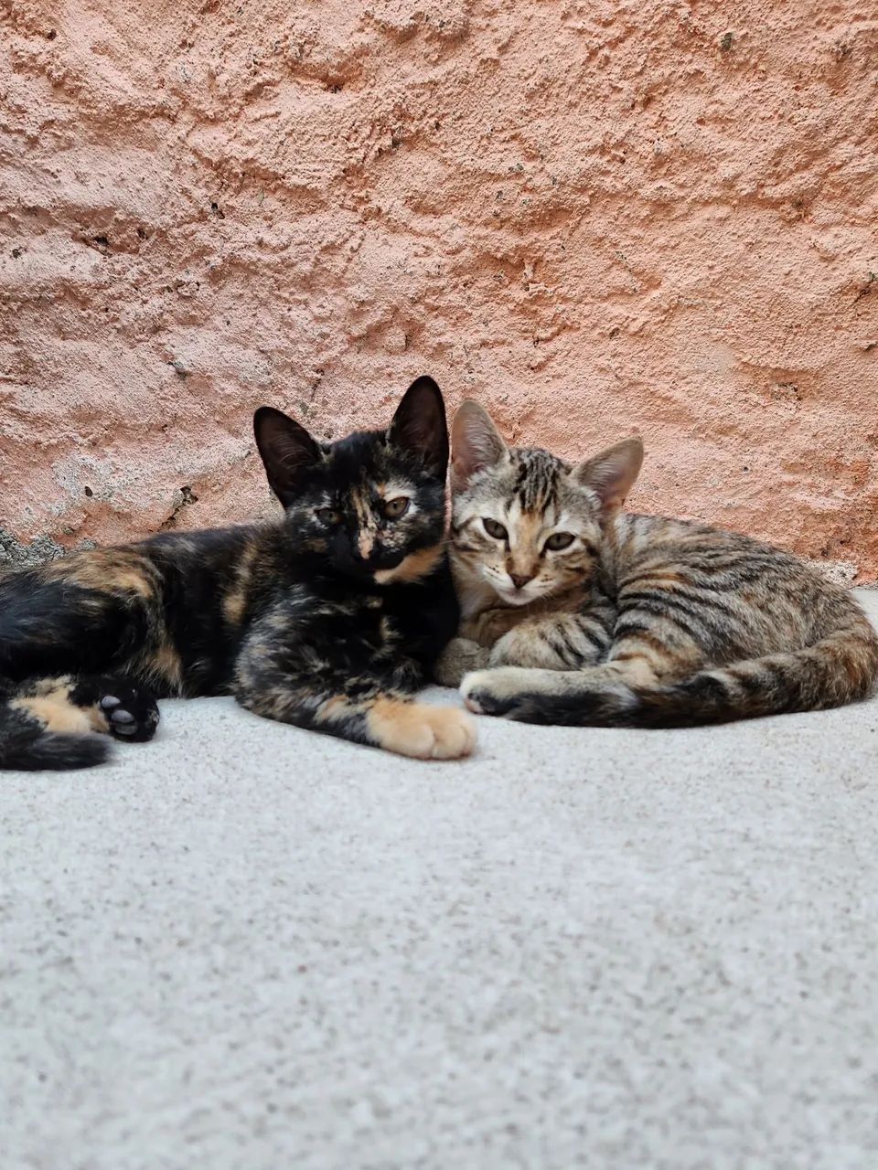 Gata filhote para adoção. - Foto 4