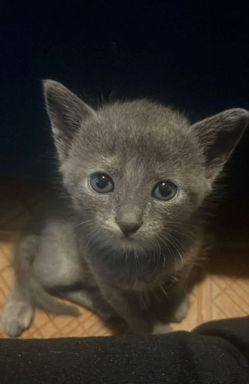 Gatinho cinza de olhos azuis - Foto 3