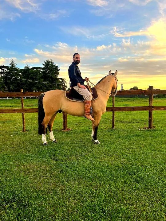 Cavalo Crioulo Confirmado  - Foto 2