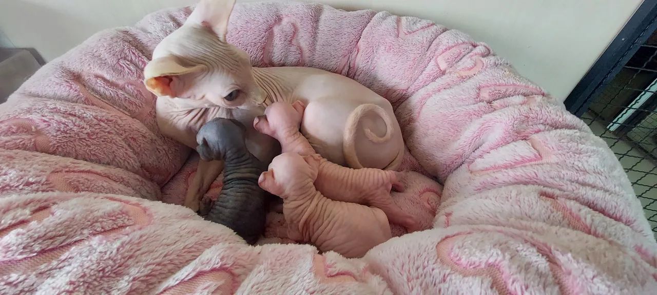  Sphynx disponíveis 