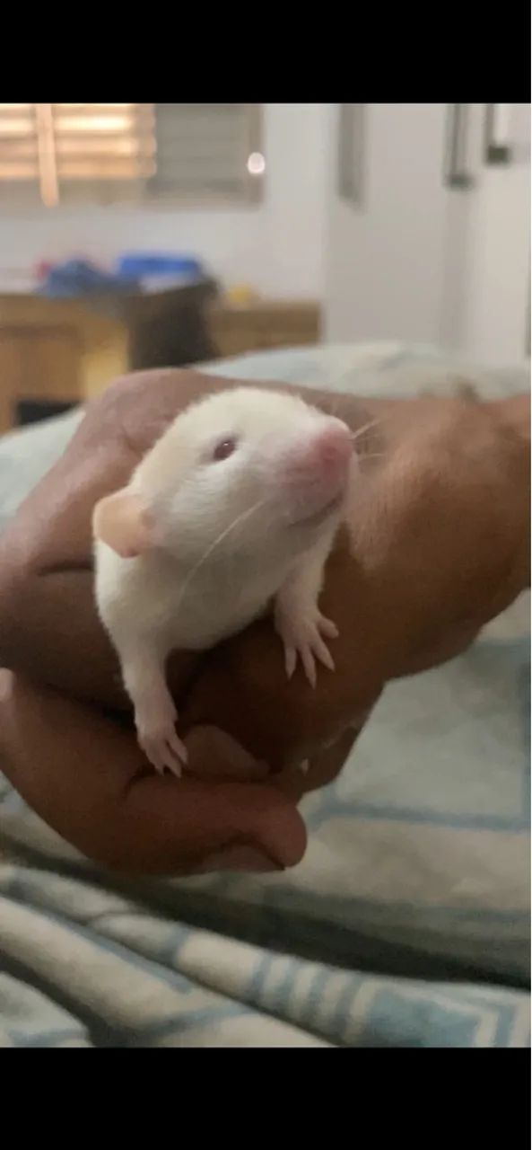 Filhotes de twister  - Foto 2