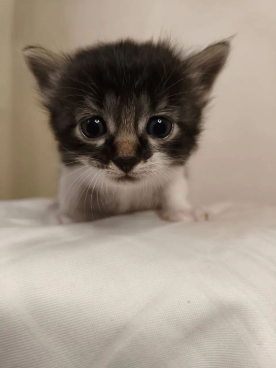 Gatinhos lindos adoção responsável 