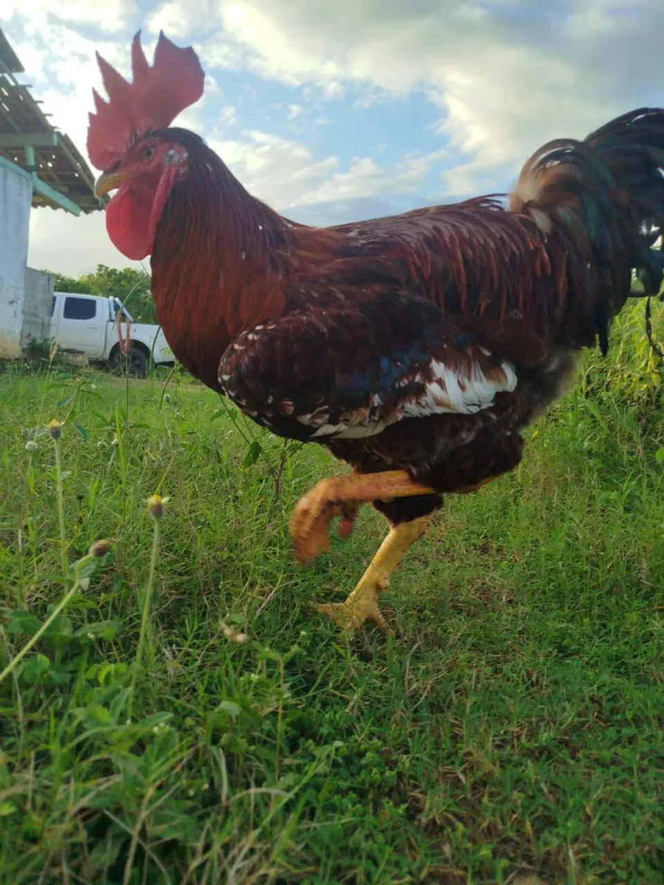 Frango gsb