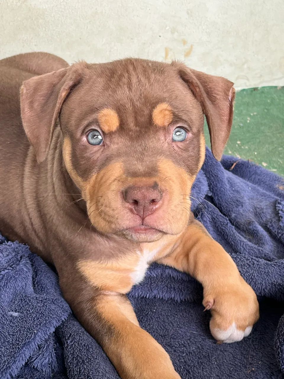 Pit Bull - Brazilian Bull