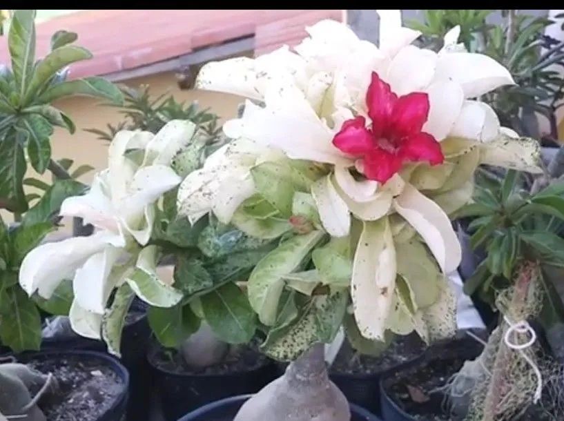 Rosa do deserto variegata 64292884520963122