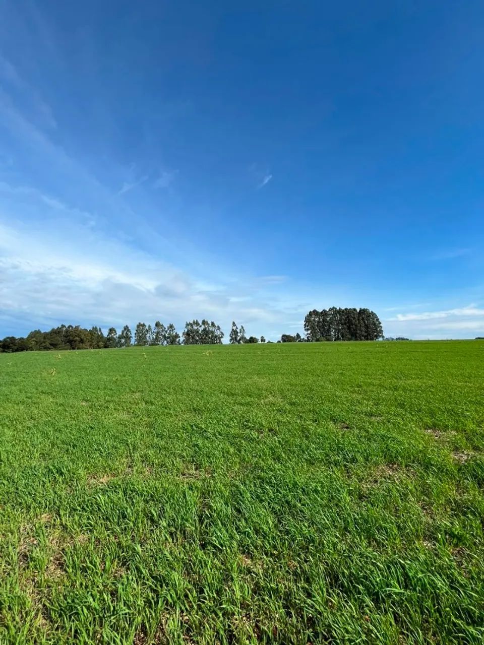 Área de 10,5 alqueires a 02 km da br 277
