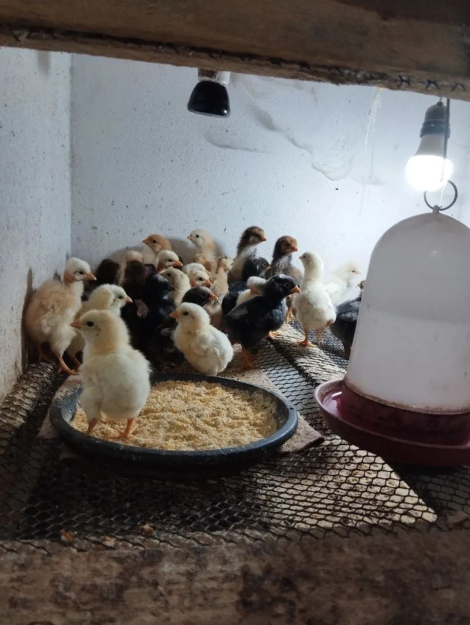 Vendo pintinhos caipira 10 reais cada  - Foto 5