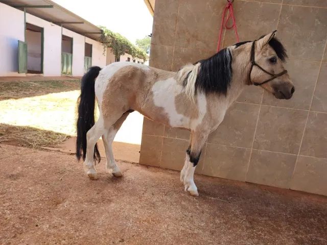 Pônei garanhão pampa