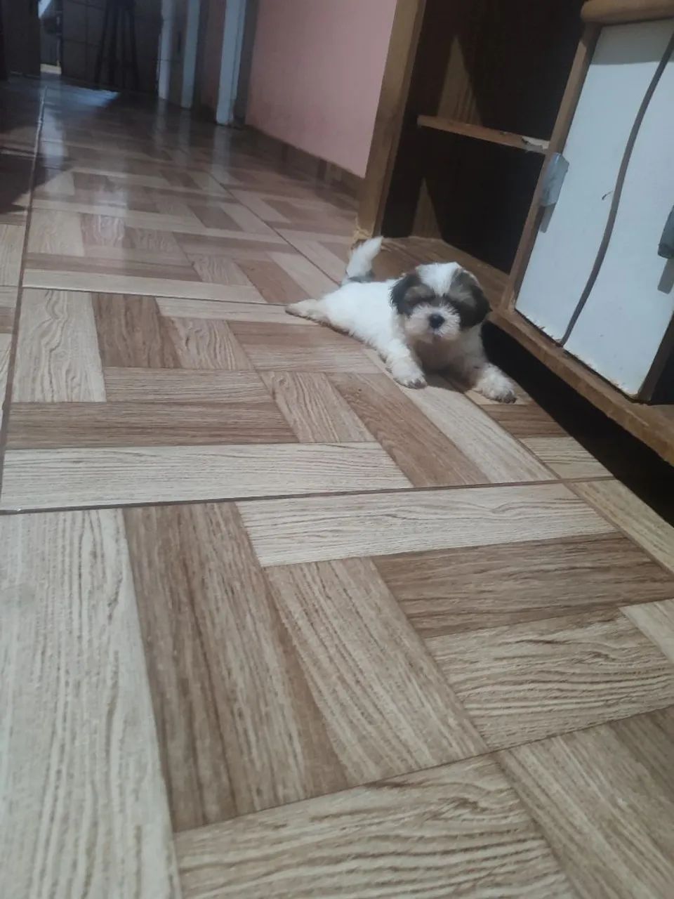 vendo um filhote macho de Shitzu 