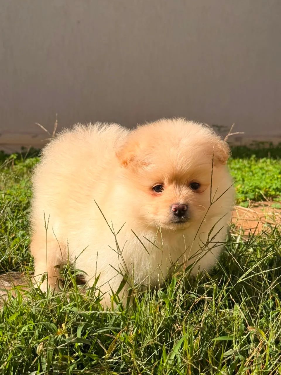 Spitz alemão feminha linda
