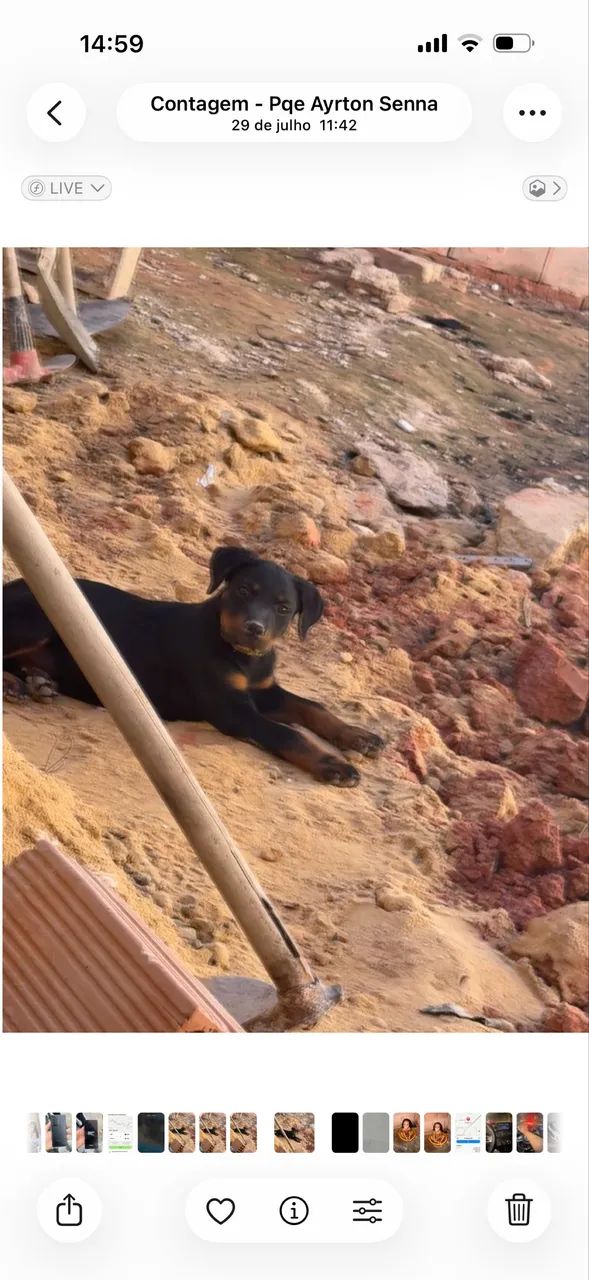 Animais  - Foto 2