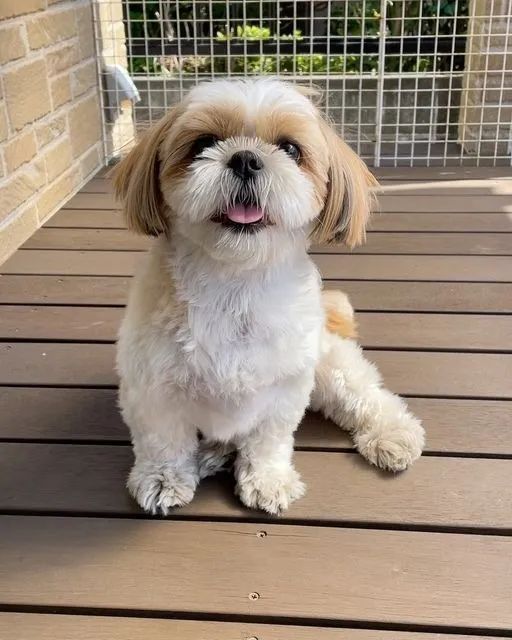 SHIH-TZU MICRO - MACHOS E FÊMEAS - Foto 3