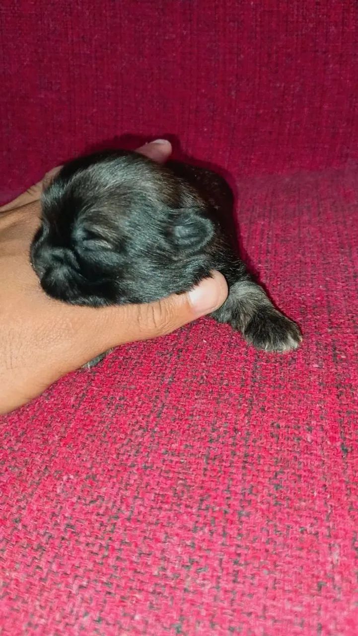 Pet - Foto 3