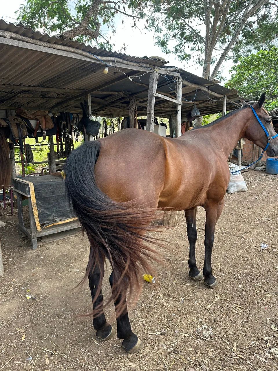 Vendo égua manga larga com quarto de milha.. segunda muda égua de patrão..  - Foto 3
