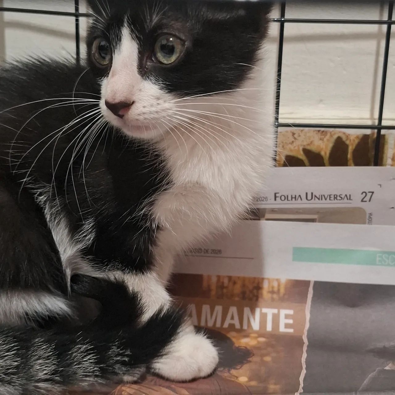 Doação de gatas - Foto 2