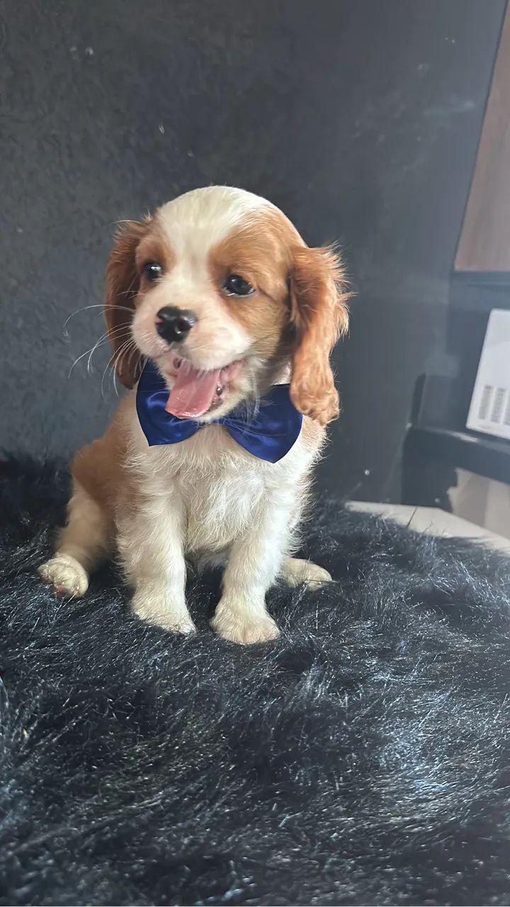 Cavalier king macho a pronta entrega