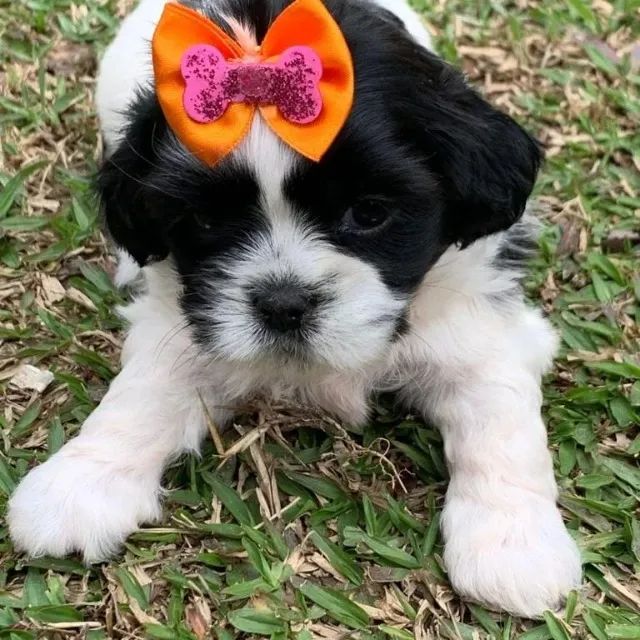 Filhote de shihtzu- Bem Cuidado