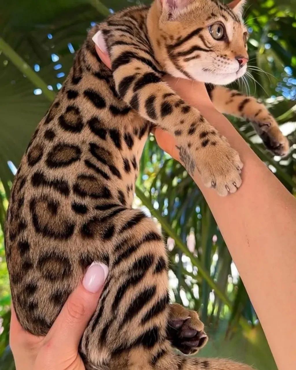 Bengal Os Oncinhos Lindos  - Foto 2