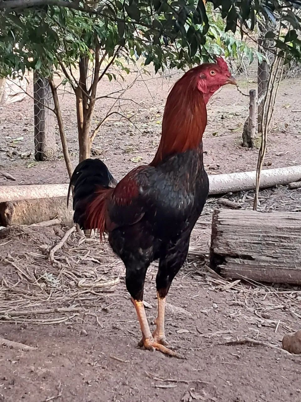 Galo Índio  - Foto 4