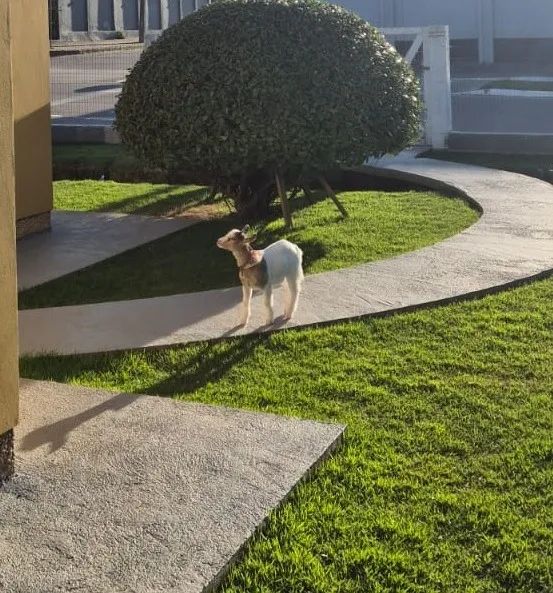 Mini Cabra - Foto 3