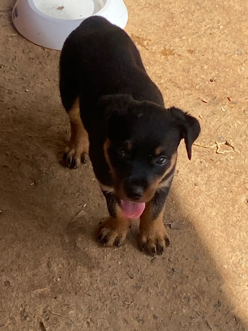 Filhotes de Rottwailler 