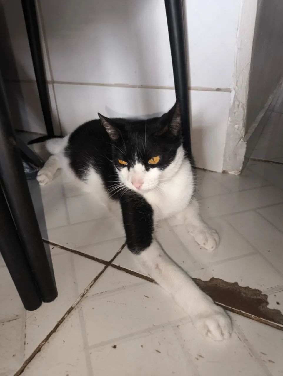 Adoção Responsável  - Foto 3