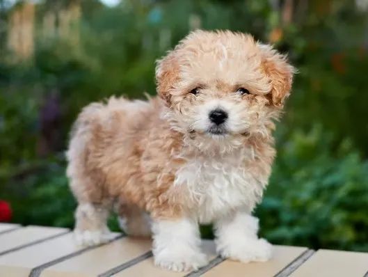 Maltês com poodle champagne caminha brinde
