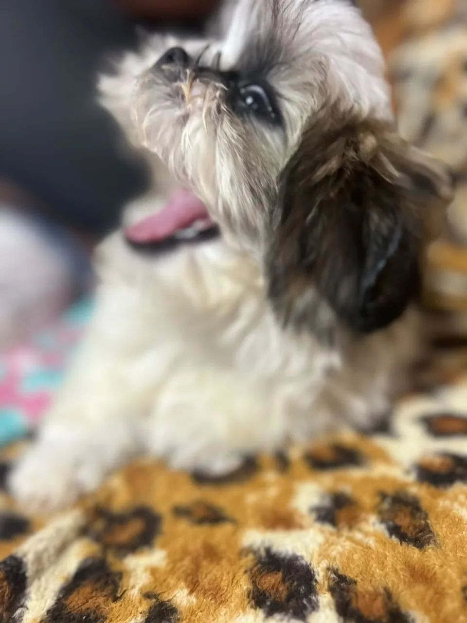 Shitzu mini - Foto 4