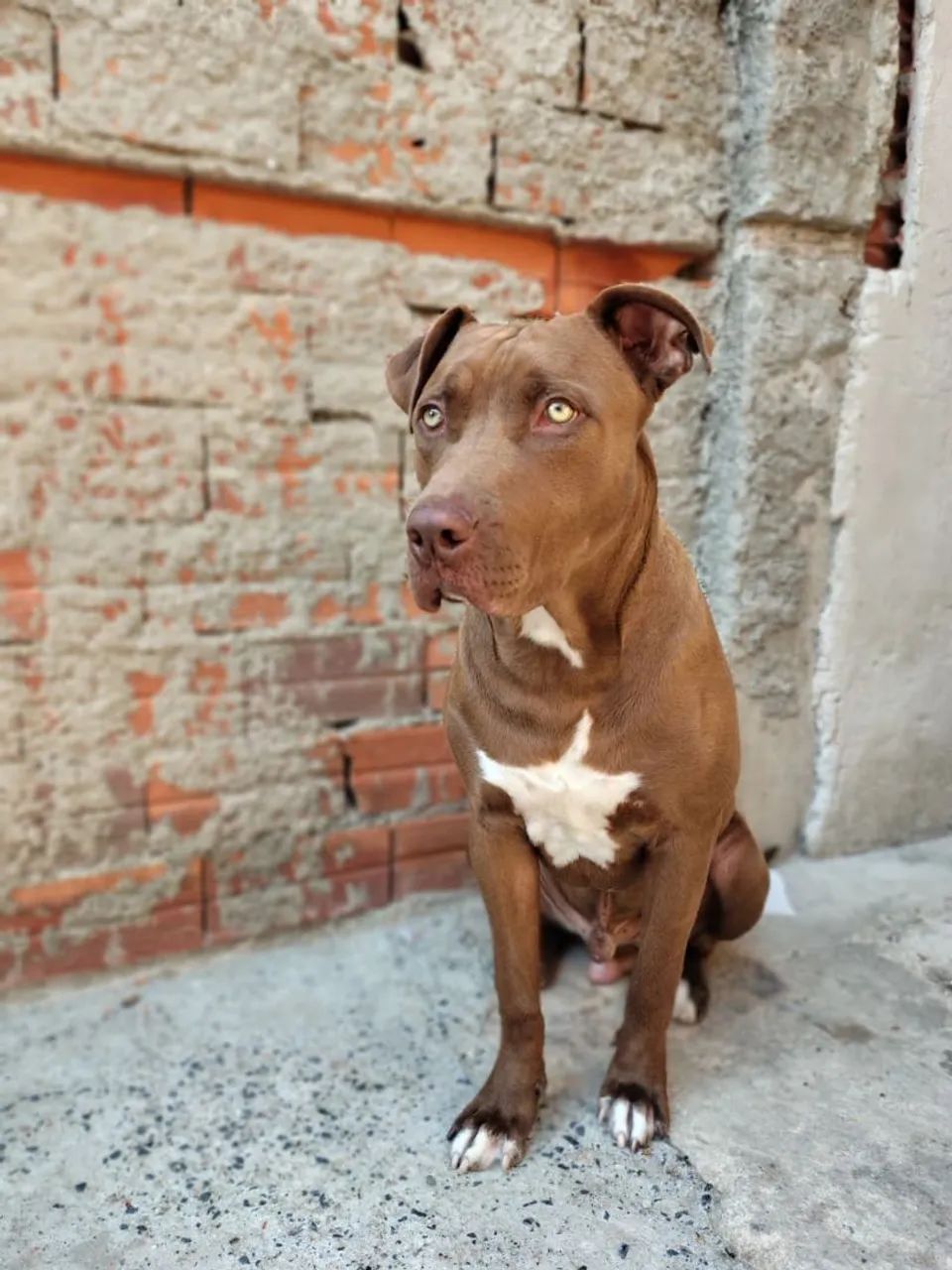 Táxi dog  - Foto 5