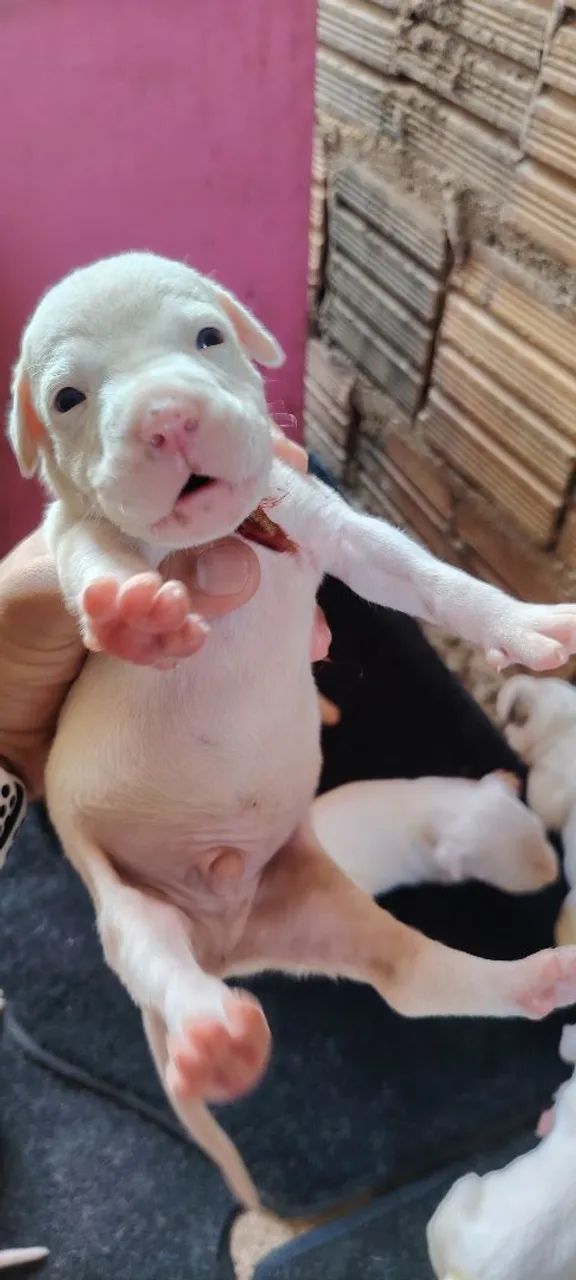 Vende-se pit Bull  - Foto 3