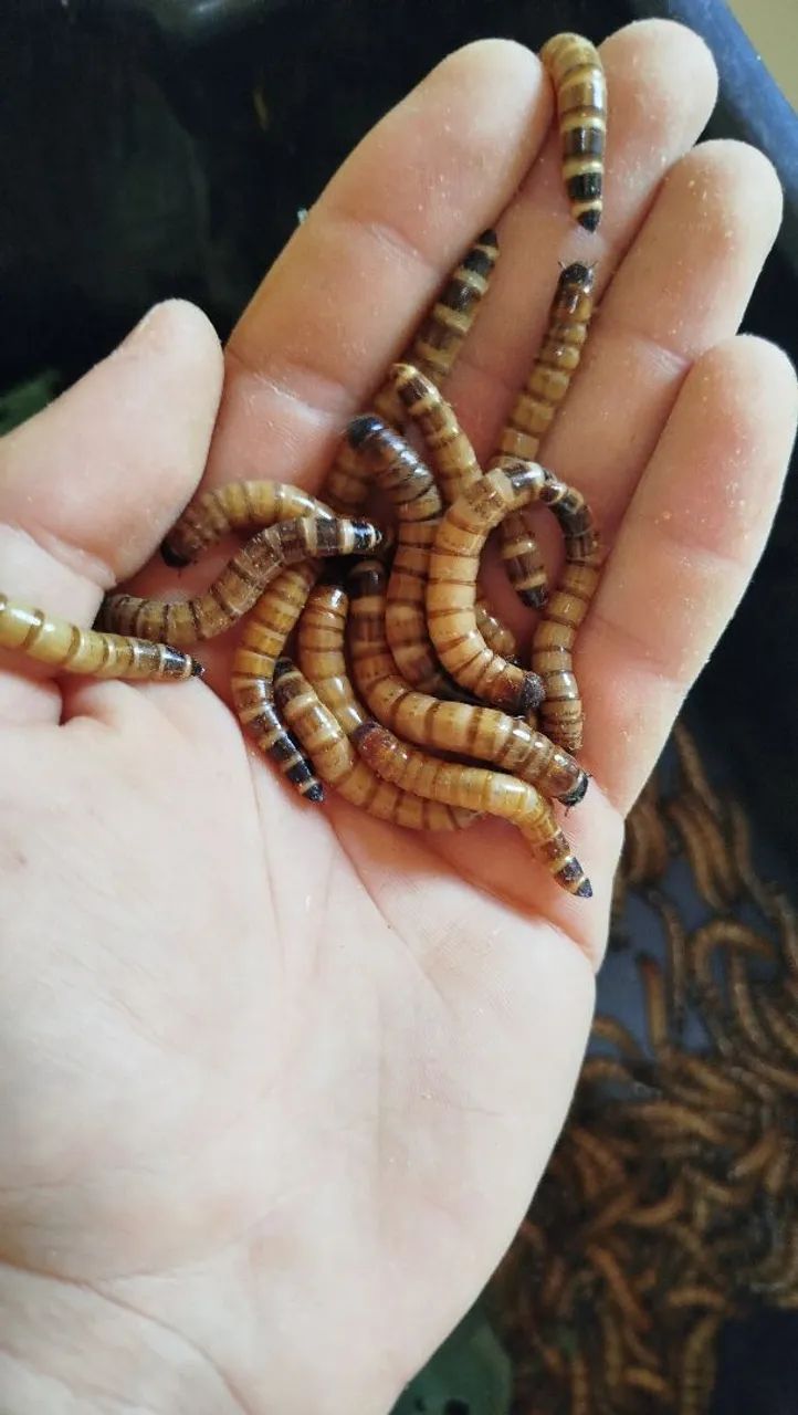 Tenébrio gigante - Foto 2