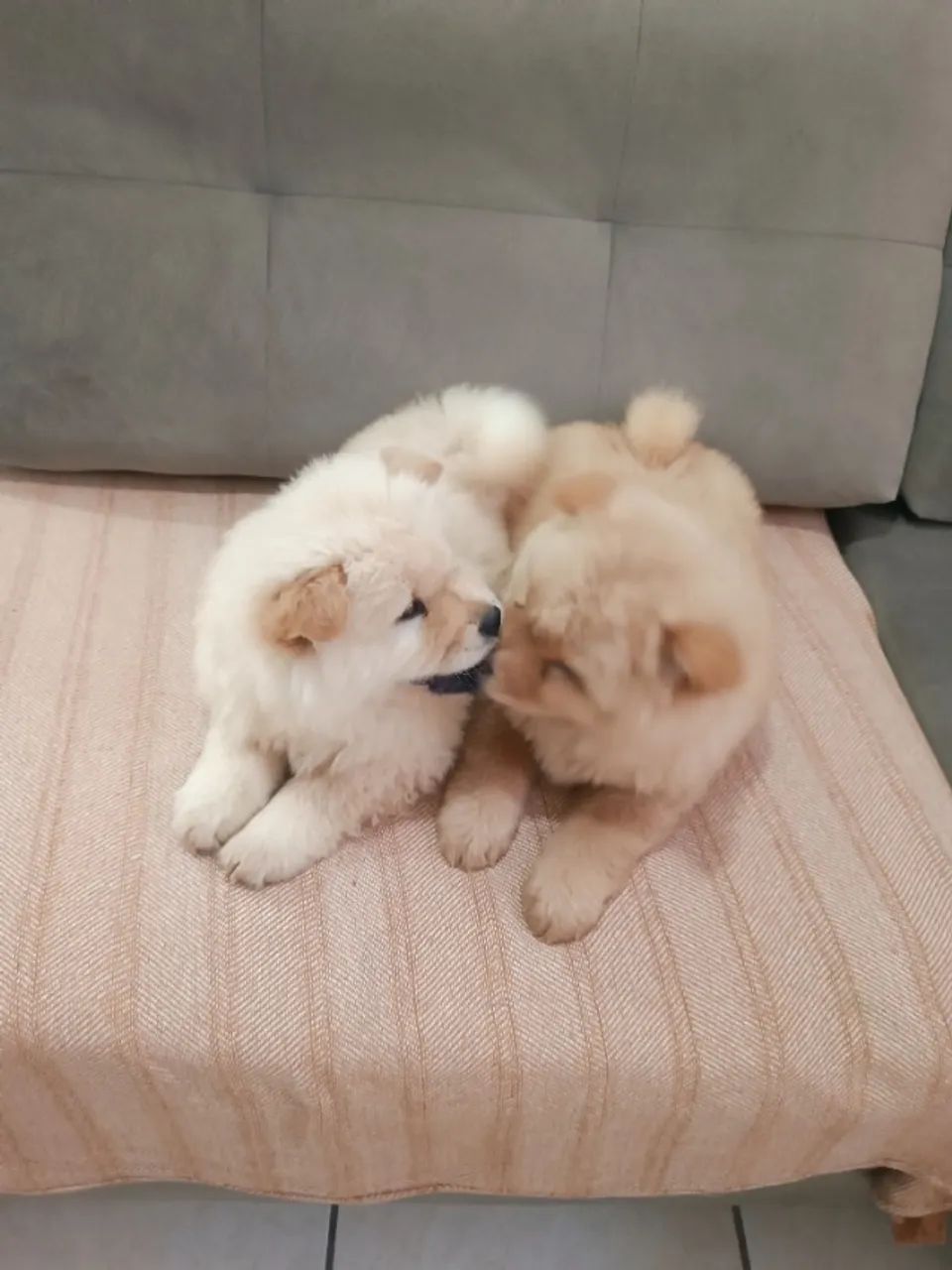 Filhote de Chow Chow - Cor Creme