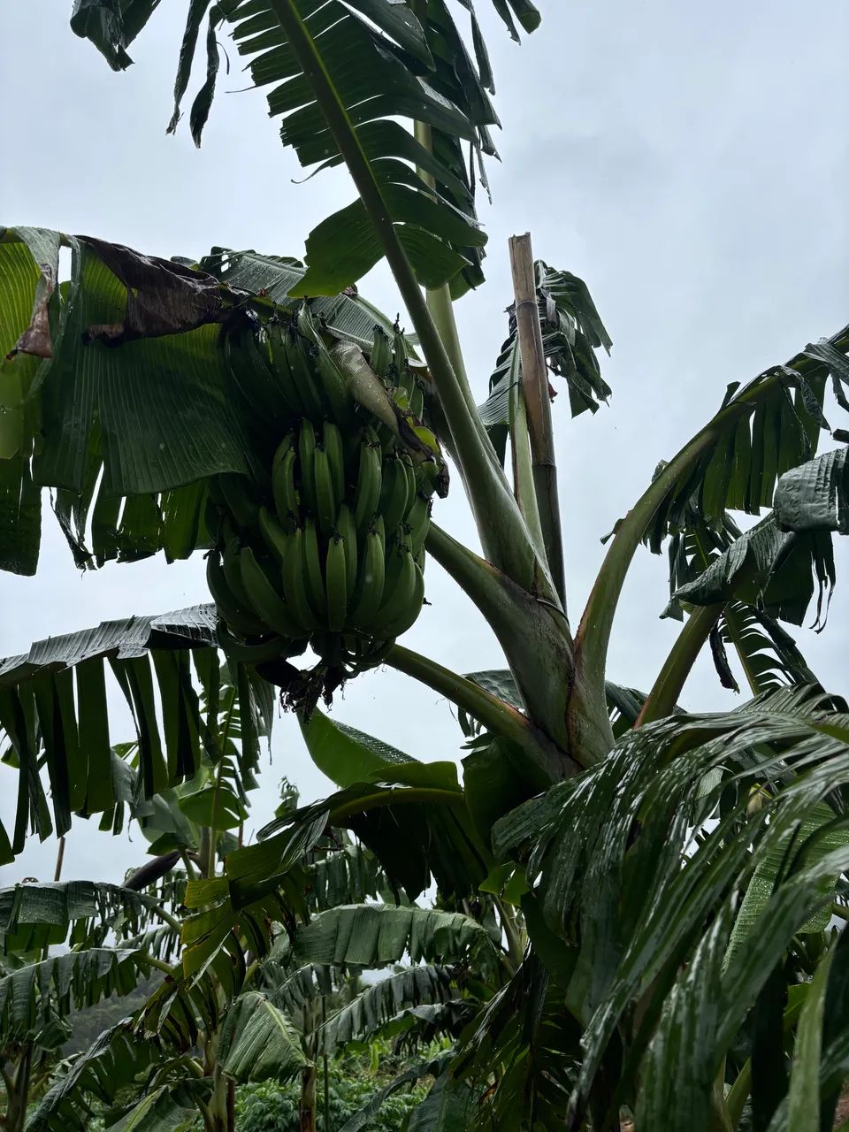 Mudas banana da terra - Foto 4