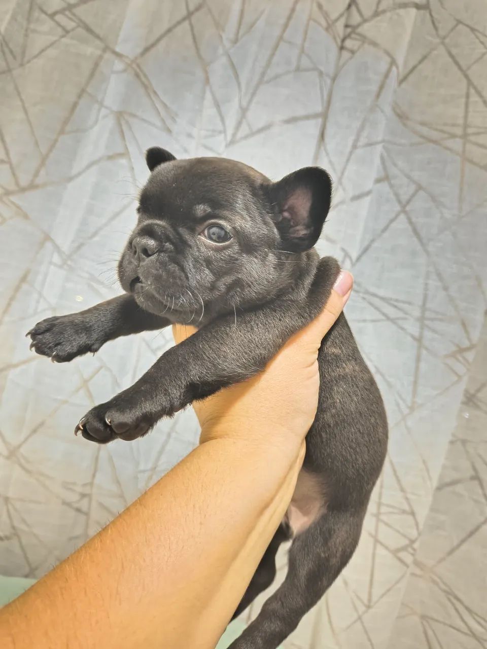  Bulldog Francês  - Foto 4