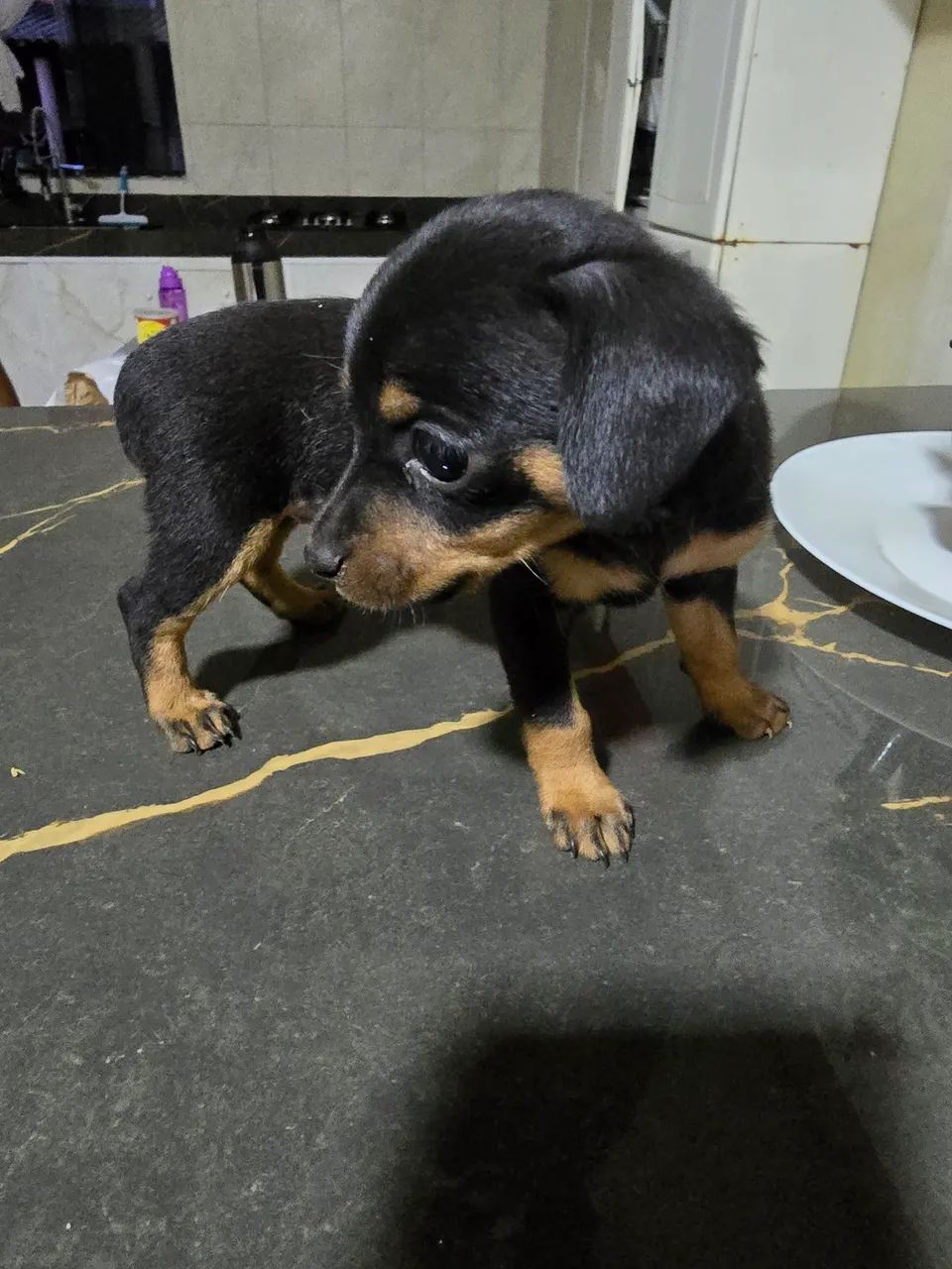 Pinscher n°1 - Foto 2