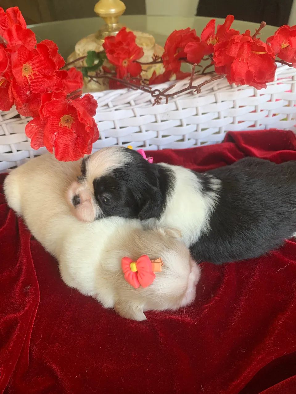 Shihtzu  - Foto 5