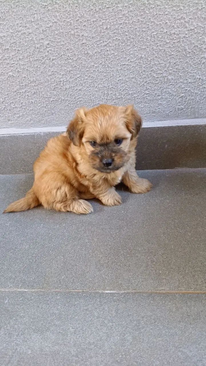 Lhasa Apso filhotes 