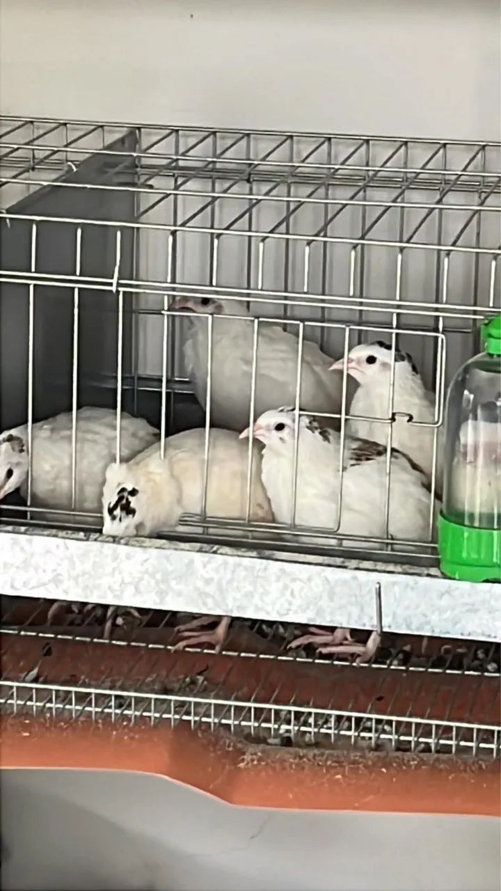 Ovos codorna Gigante  - Foto 2