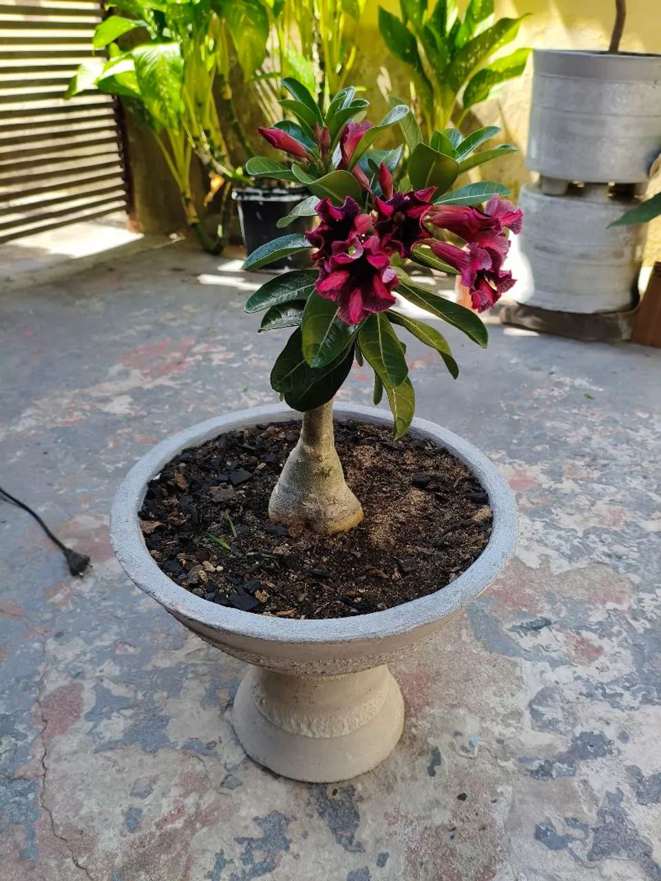 Rosa do deserto+ vaso - Foto 3