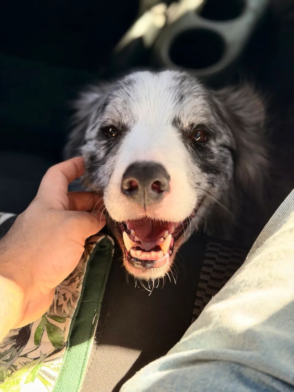 Doação Responsável - Border Collie - Foto 2