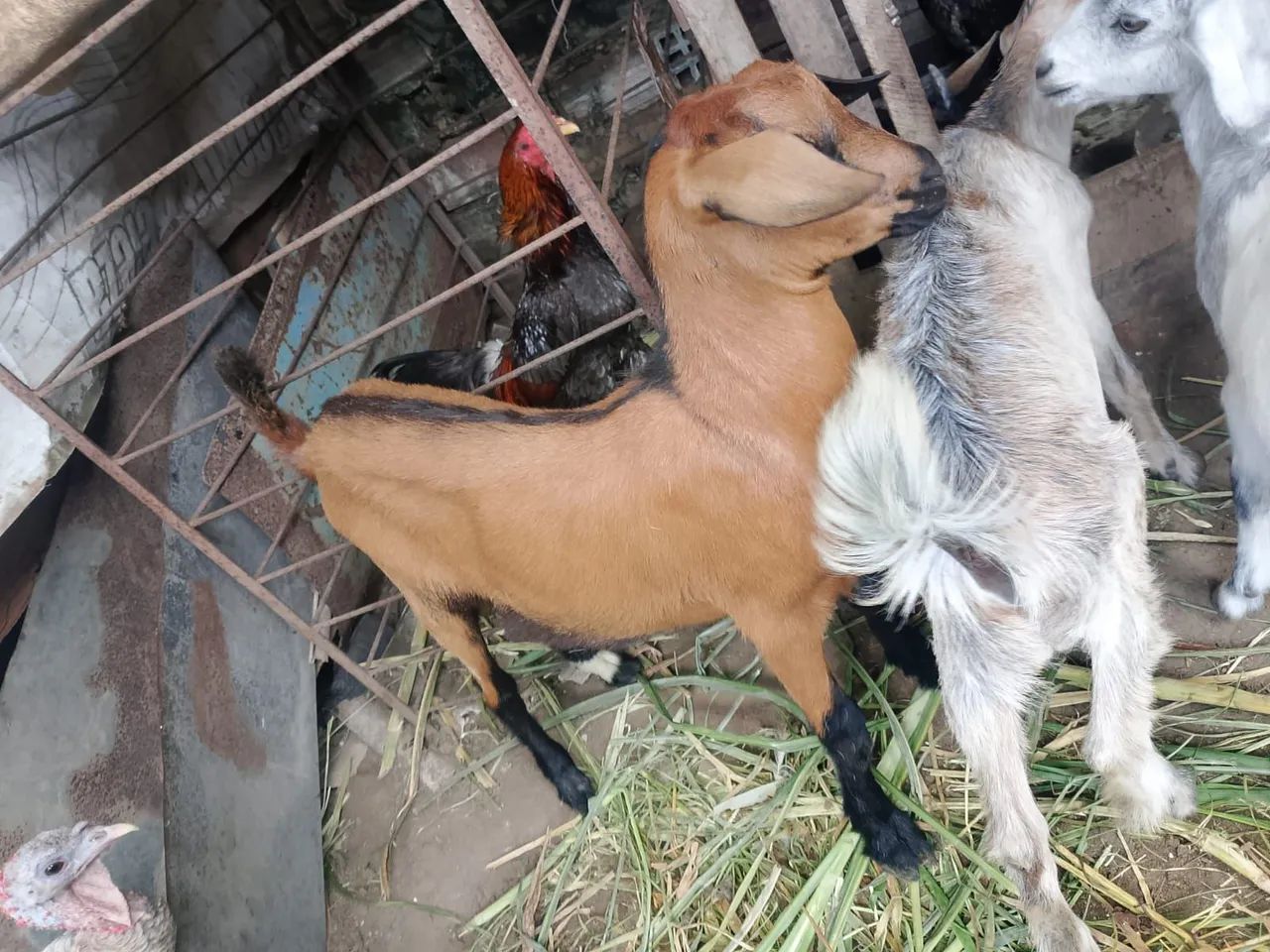 Cabrito 