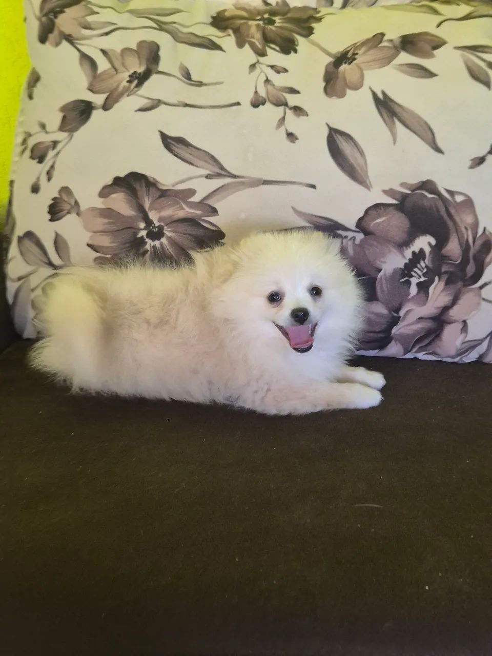 Spitz alemão macho  - Foto 5