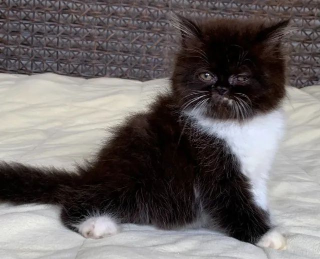 Top Show Persas Femèa Filhote Bicolor ,Extremada ,Pelos Longos Com 64 Dias Super Linda. - Foto 3