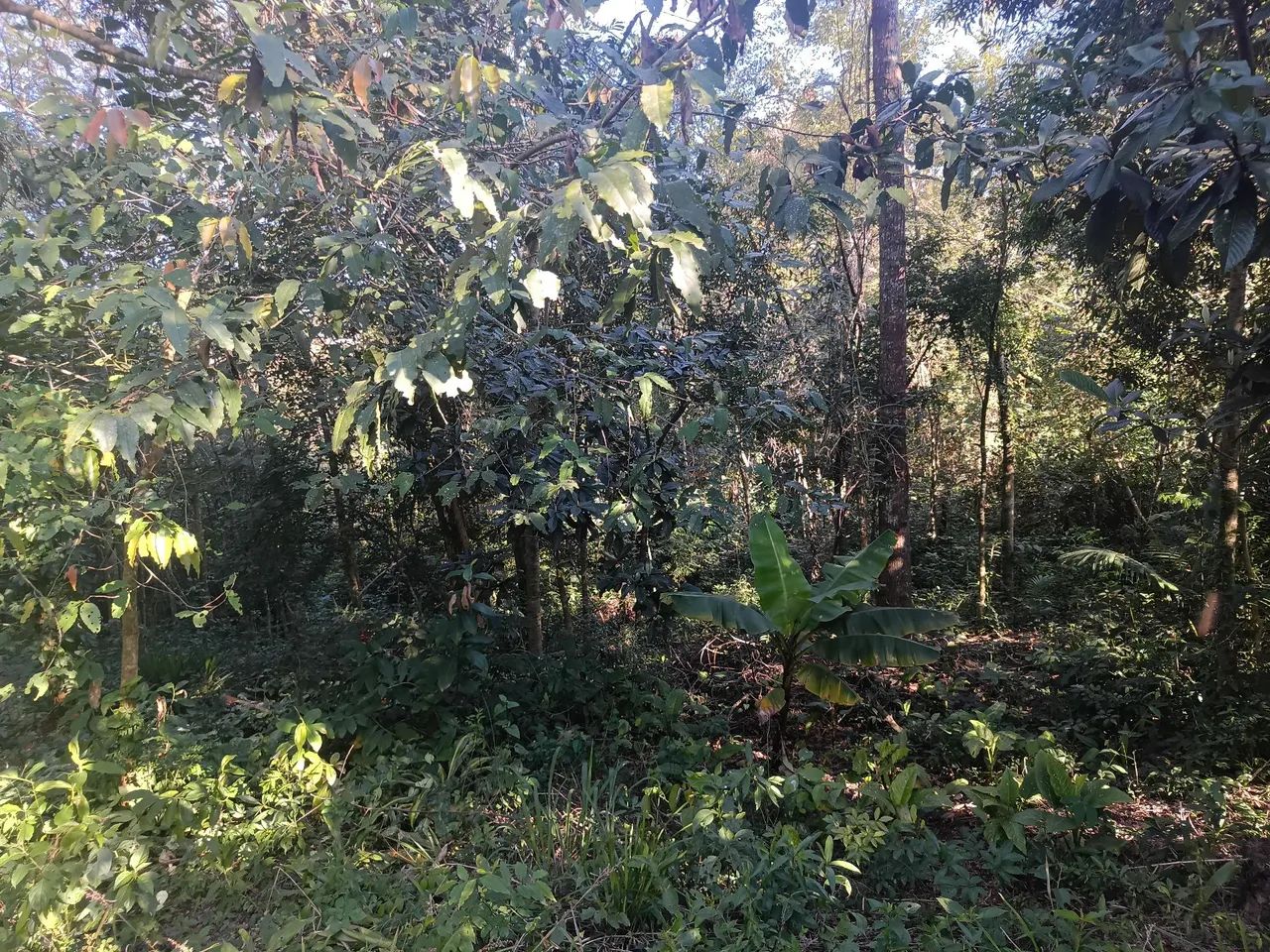 Chácara em irerê 5000m - Foto 6