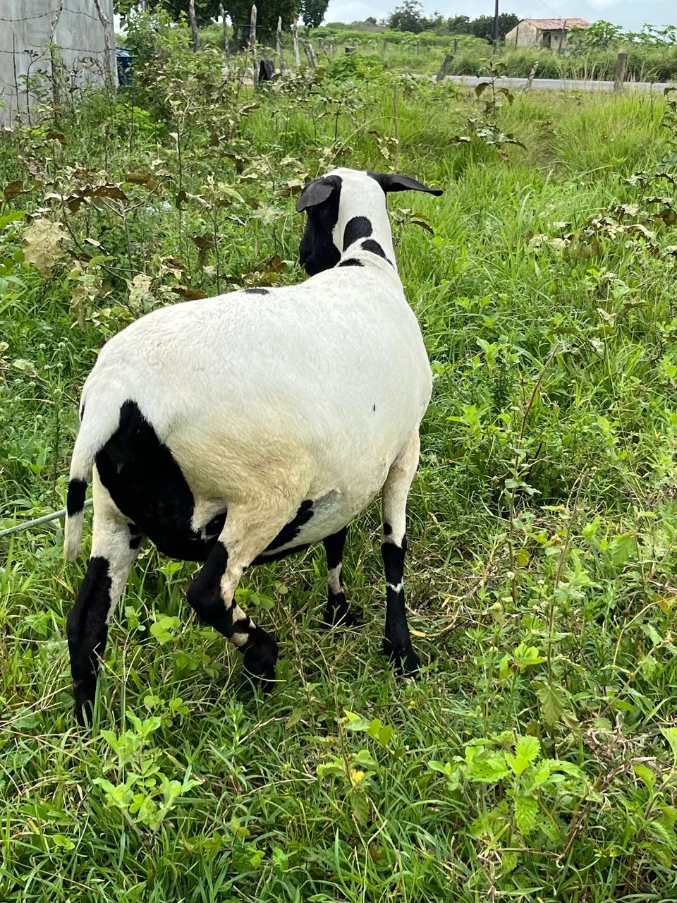 Ovelha  - Foto 2
