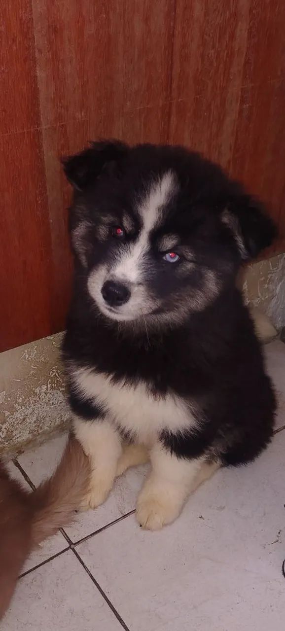 Husky siberiano  - Foto 2